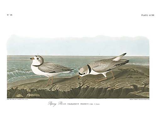 Piping Plover